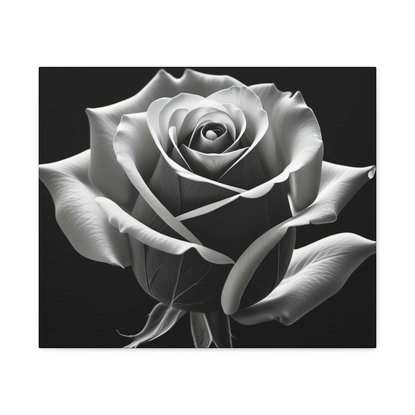 Elegant Black and White Rose Canvas Art